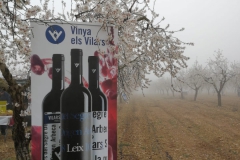 Vinya els Vilars Vermouth entre flors Arbeca - 13 de 25