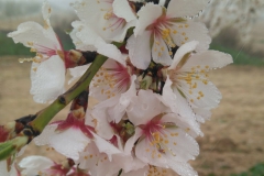 Vinya els Vilars Vermouth entre flors Arbeca - 21 de 25
